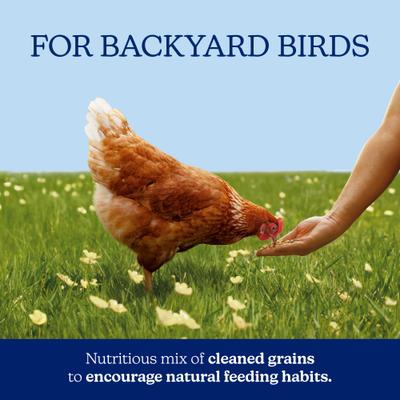 Show full view: Nutrena NatureWise Chicken 7.5% Protein Scratch Grains, 40-lb bag slide 3 of 11