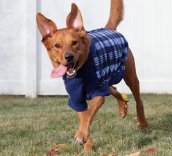 Doggie Design Highline Fleece Vest Dog Coat, Blue Plaid, Size 14 slide 2 of 5
