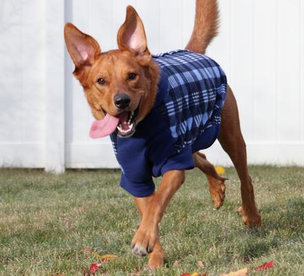 Show full view: Doggie Design Highline Fleece Vest Dog Coat, Blue Plaid, Size 26 slide 5 of 5