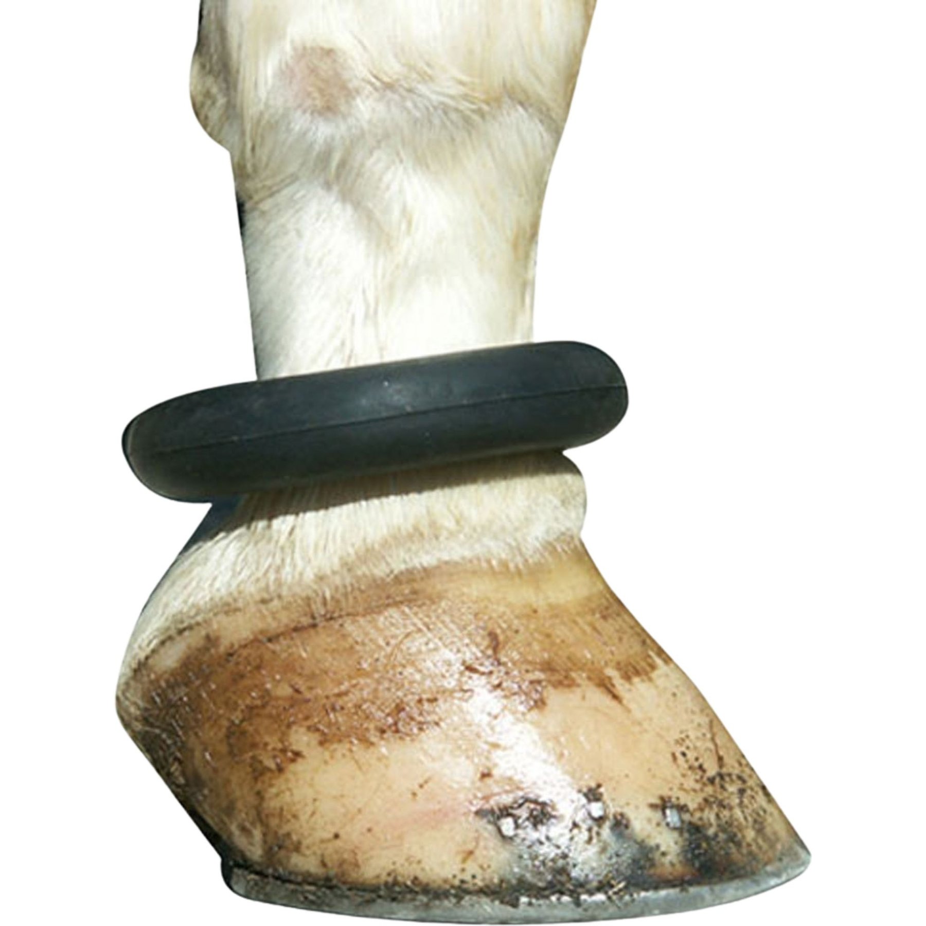Intrepid International Horse Fetlock Ring