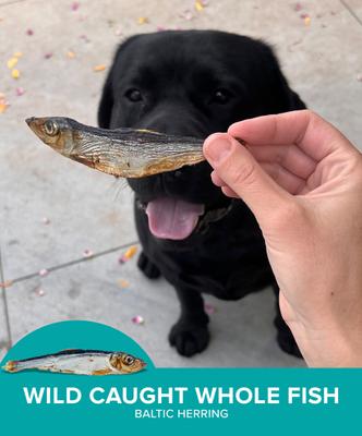 Show full view: Plato Baltic Herring Dog & Cat Treat, 3-oz bag slide 6 of 9