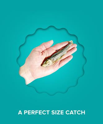 Show full view: Plato Baltic Herring Dog & Cat Treat, 3-oz bag slide 7 of 9