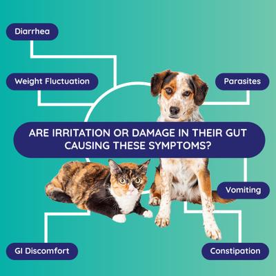 Show full view: Innovative Pet Lab Inflammation & Immunity Dog & Cat Gut Check Kit slide 3 of 10