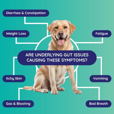 Show full view: Innovative Pet Lab Comprehensive Review Dog Gut Check Kit slide 3 of 11