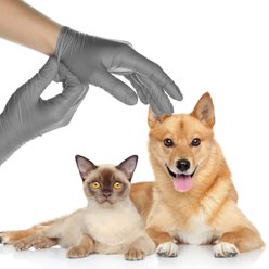 FifthPulse Nitrile Exam Latex Free & Powder Free Gloves, Cool Gray, Large, 100 count