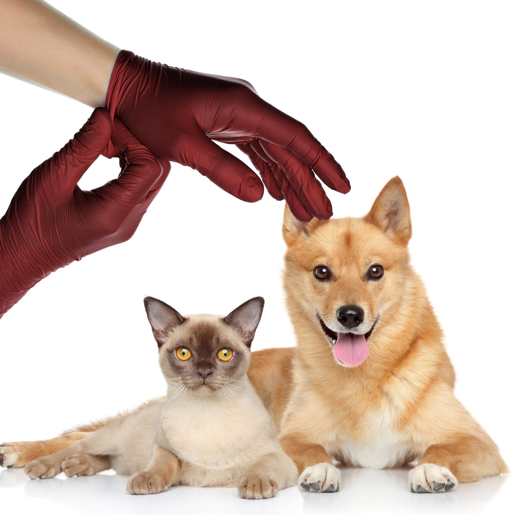 FifthPulse Nitrile Exam Latex Free & Powder Free Gloves, Burgundy, X-Small, 200 count