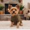Show in main carousel: Doggie Design Combed Cotton Cable Knit Solid Dog Sweater, Herb Green, XX-Large slide 4 of 4