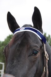 Professional's Choice Horse Magnetic Brow Piece, Navy, 12-in