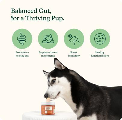 Show full view: Reggie Pumpkin Probiotic Powder Pumpkin & Apple Flavored Digestive Aid Supplement for Dogs, 40 servings slide 3 of 10