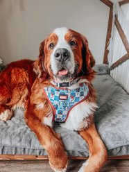 Sassy Woof Marvel’s Spider-Man Dog Collar, Large: 26-in neck slide 2 of 7