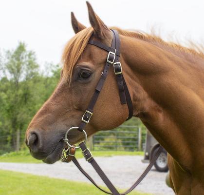 Show full view: Tahoe Tack Double Layer Nylon Padded Headstall with Reins, Purple, Draft Horse XX-Large slide 4 of 7