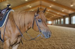 Tahoe Tack Double Layer Nylon Padded Headstall with Split Reins, Hurricane Blue, Cob Medium slide 2 of 7