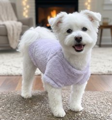 Doggie Design Soft Plush Pullover Dog Shirt, Lavender, XX-Large slide 2 of 4