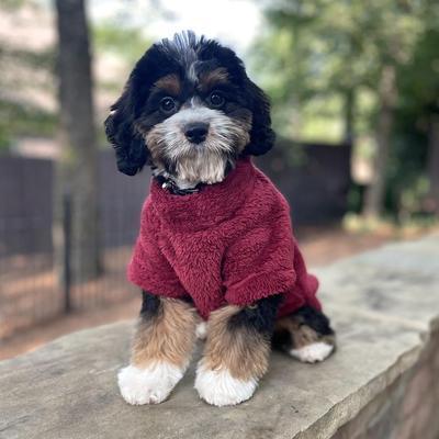 Show full view: Doggie Design Soft Plush Pullover Dog Shirt, Burgundy, Large slide 3 of 4