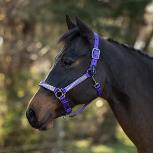 Kensington Protective Products Premium Reflective Nylon Horse Halter, Purple/Lavender Mint, Horse