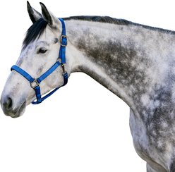 Kensington Protective Products Premium Reflective Nylon Horse Halter, Cosmic Blue, X-Large