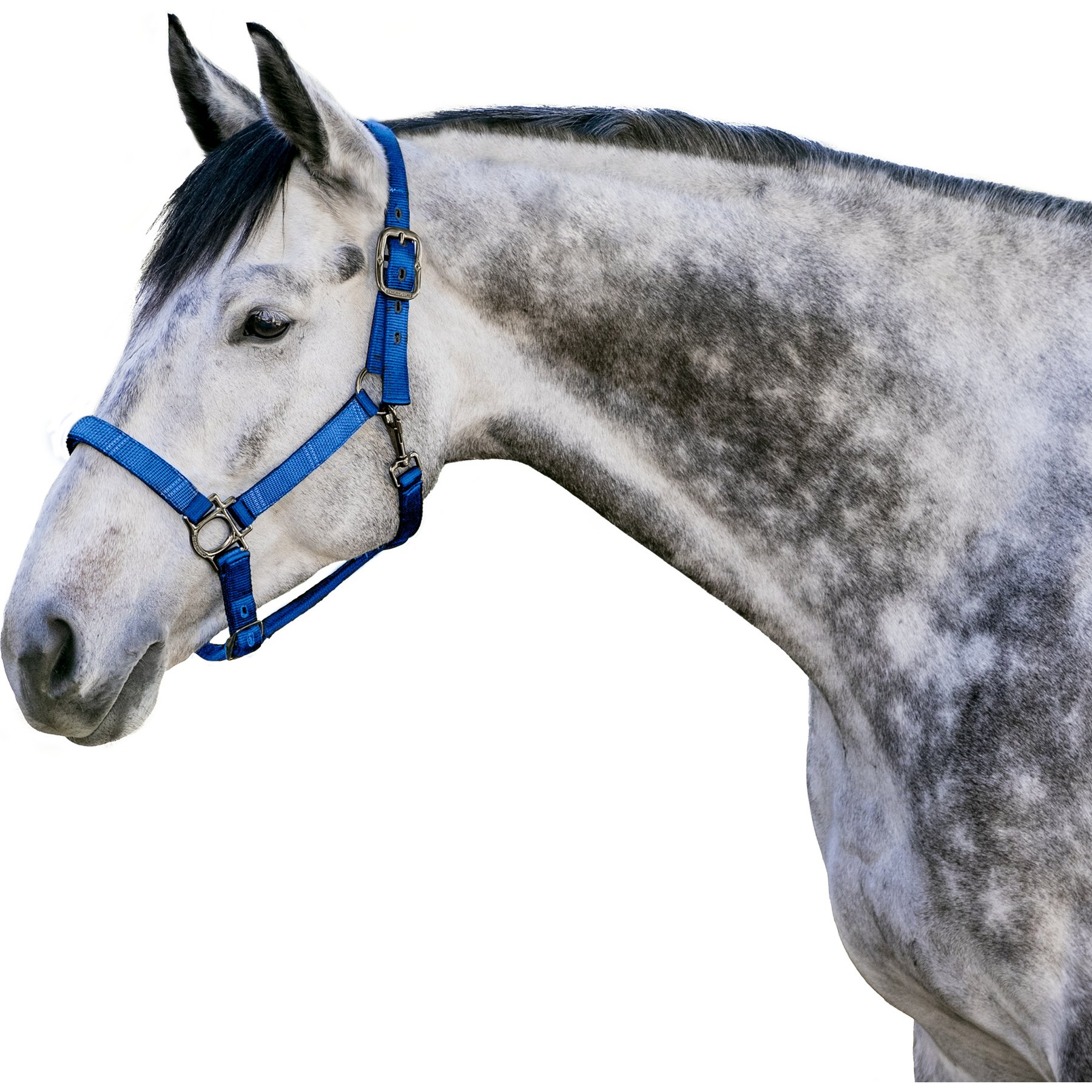 Kensington Protective Products Premium Reflective Nylon Horse Halter, Cosmic Blue, Cob/Arab