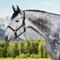 Show in main carousel: Kensington Protective Products Premium Reflective Nylon Horse Halter, Raven, Horse slide 2 of 7