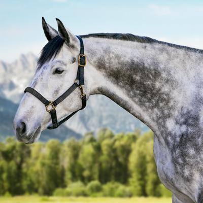 Show full view: Kensington Protective Products Premium Reflective Nylon Horse Halter, Raven, Horse slide 2 of 7