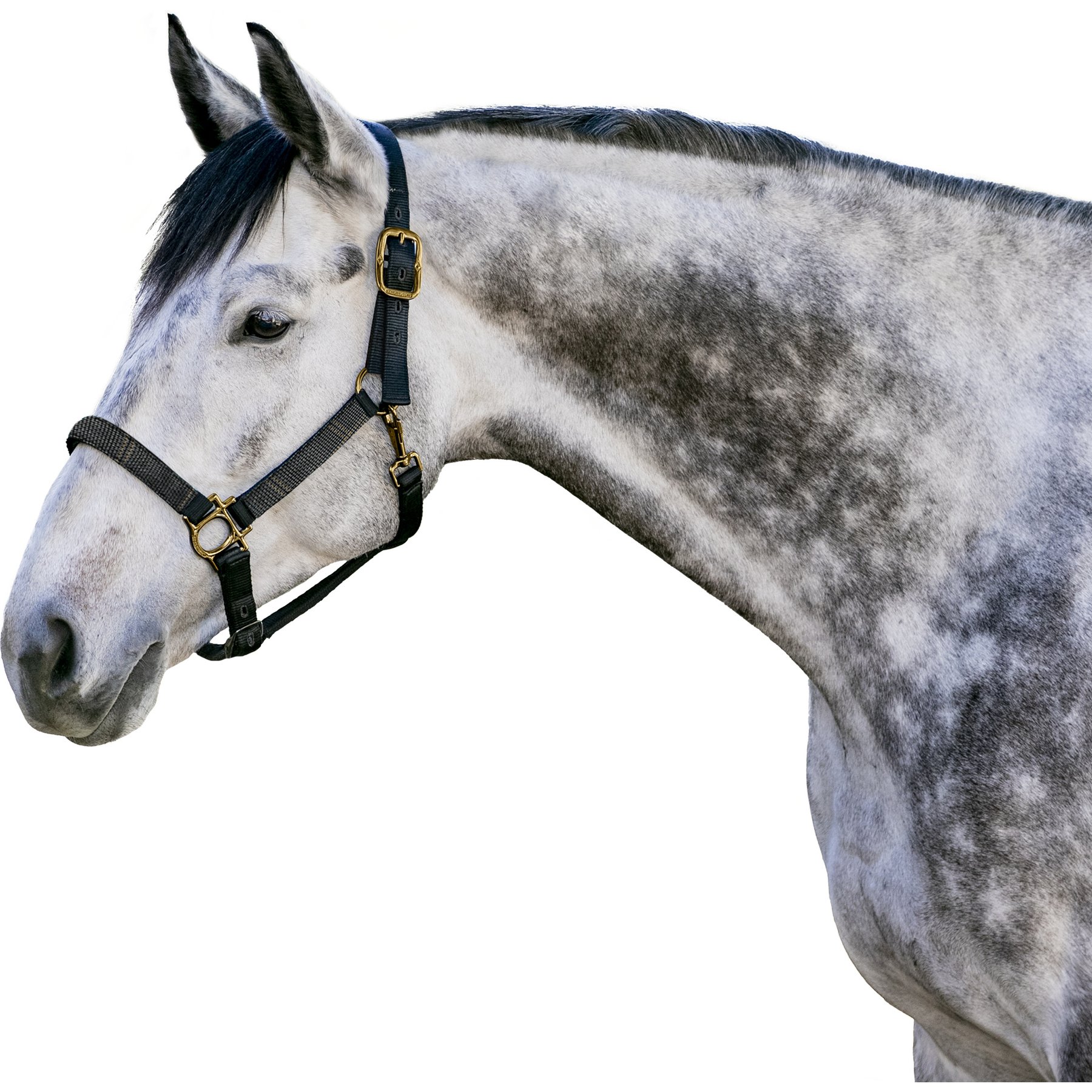 Kensington Protective Products Premium Reflective Nylon Horse Halter, Raven, Warmblood