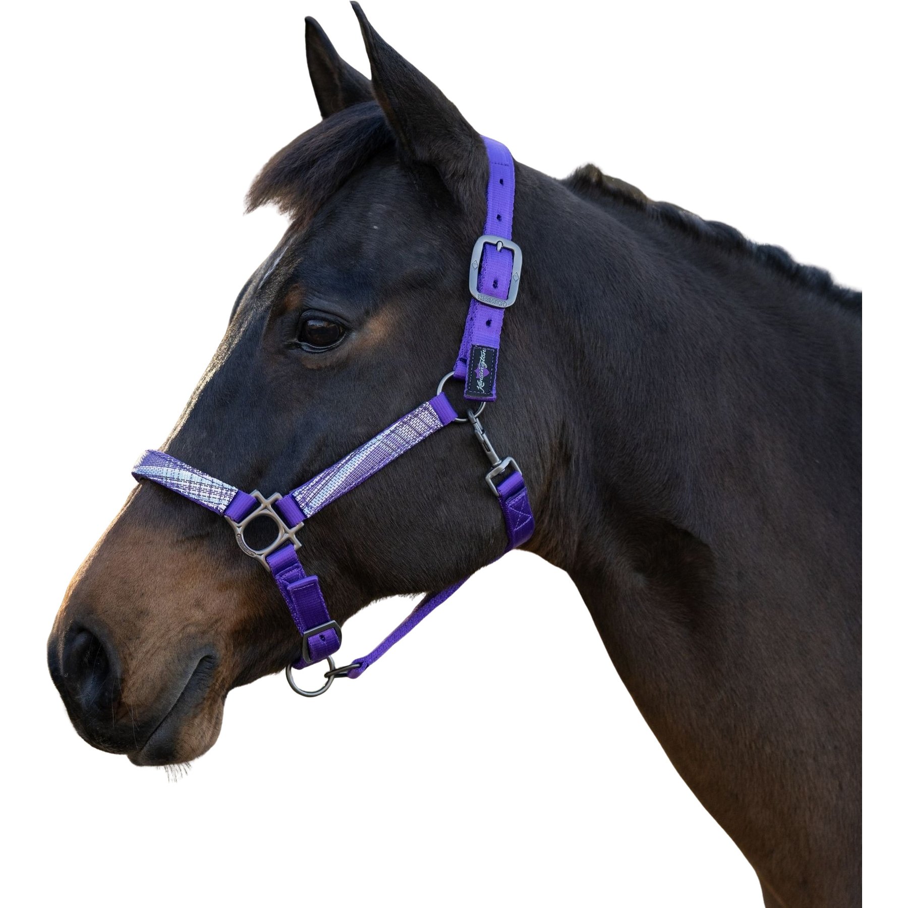 Kensington Protective Products Premium Reflective Nylon Horse Halter, Purple/Lavender Mint, Cob/Arab