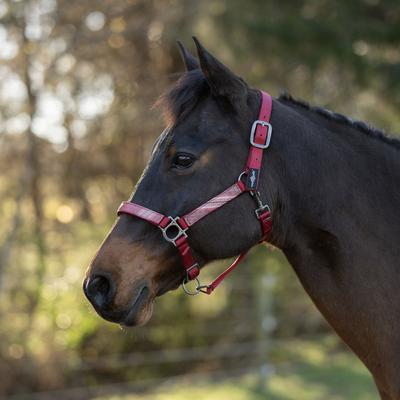 Show full view: Kensington Protective Products Premium Reflective Nylon Horse Halter, Red/Merlot, X-Large slide 2 of 8