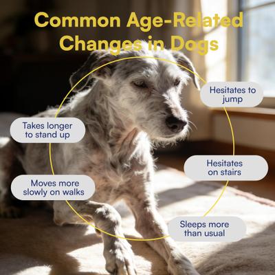 Show full view: Boops Pets Advanced Hip & Joint Chicken Flavored Soft Chews Vitamins for Dogs, 90 count slide 5 of 10