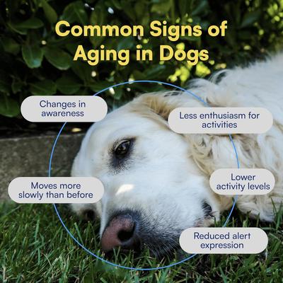 Show full view: Boops Pets Longevity & Healthy Aging Peanut Butter & Chicken Flavored Soft Chews Supplement for Dogs, 90 count slide 5 of 11