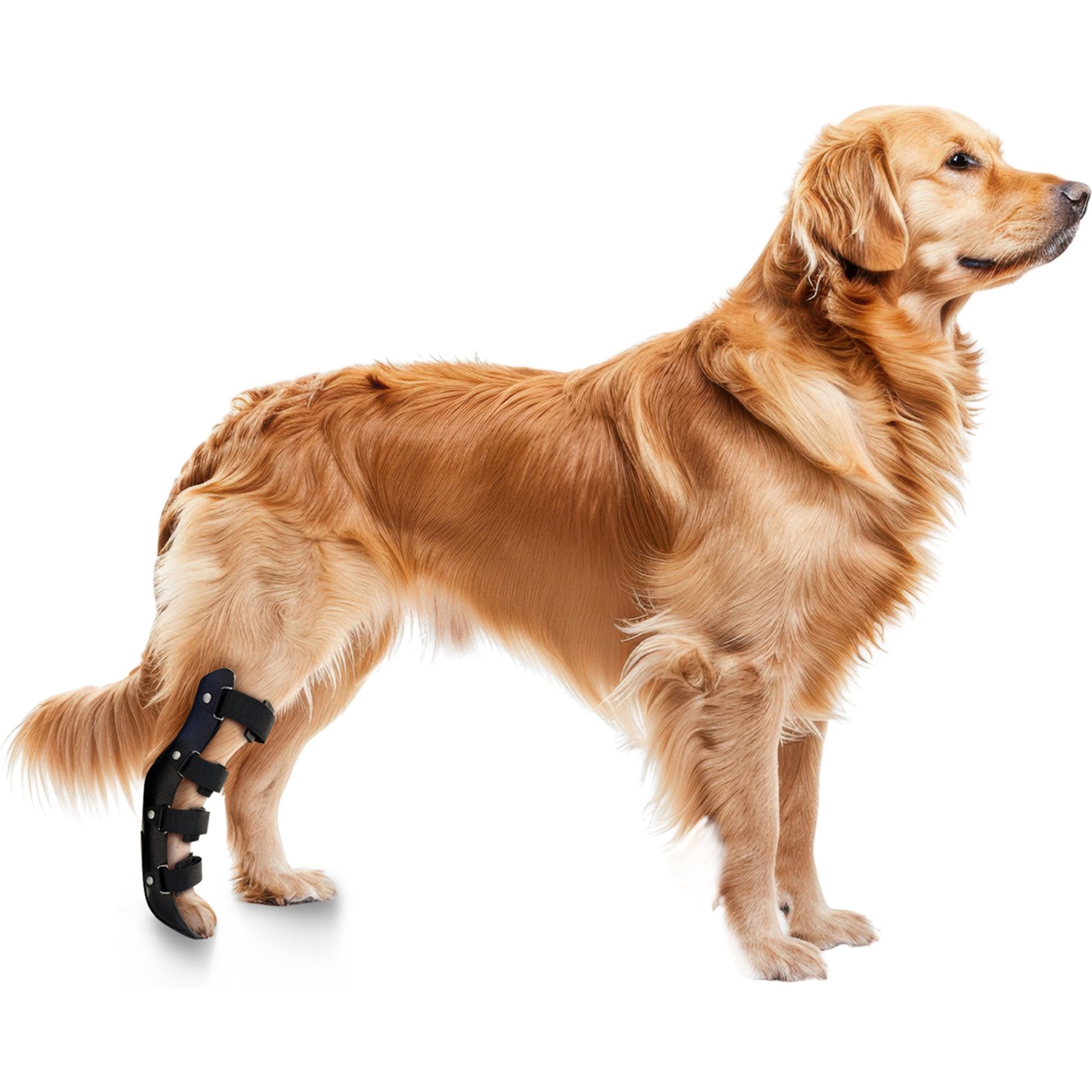 OrthoVet Standard Dog Rear Leg Splint, Large