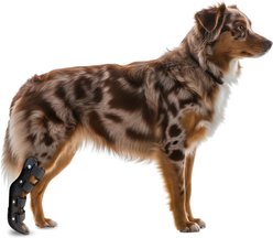 OrthoVet Standard Dog Rear Leg Splint, Medium