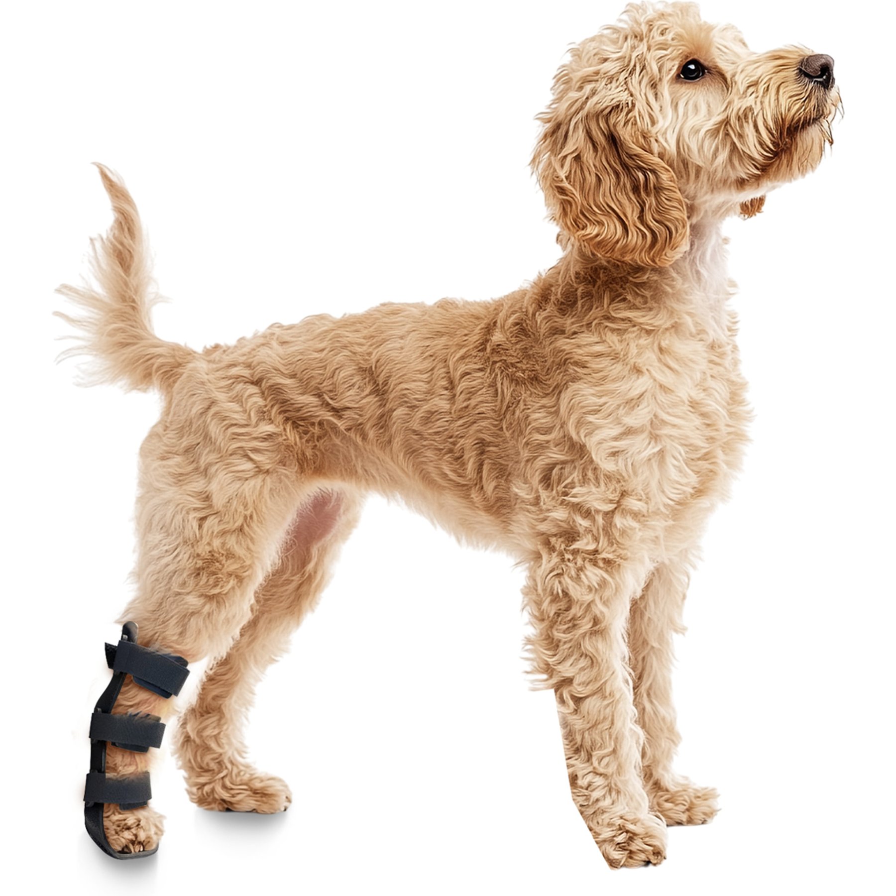 OrthoVet Standard Dog Rear Leg Splint, Small