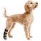 Show in main carousel: OrthoVet Standard Dog Rear Leg Splint, Small slide 1 of 8