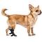 Show in main carousel: OrthoVet Standard Dog Rear Leg Splint, XX-Small slide 1 of 8