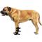 Show in main carousel: OrthoVet Standard Dog Front Leg Splint, X-Large slide 1 of 8