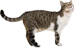 OrthoVet Feline Rear Leg Splint slide 1 of 7