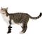 Show in main carousel: OrthoVet Feline Front Leg Splint slide 1 of 8
