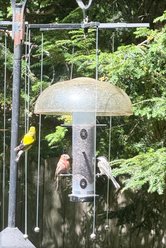 Sparrow-B-Gone! Tube Feeders Bird Feeder Accessory, Black slide 2 of 5