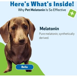 Pet Wellbeing Pet Melatonin Bacon Flavored Liquid Calming Supplement for Dogs, 2-oz bottle