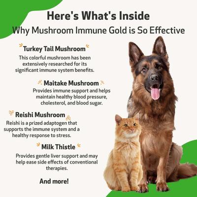 Show full view: Pet Wellbeing Mushroom Immune GOLD Bacon Flavored Liquid Immune Supplement for Cats & Dogs, 8-oz bottle slide 5 of 10