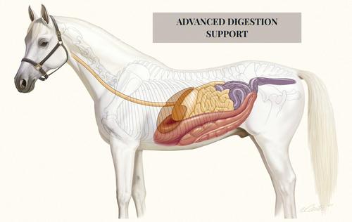 Show full view: Grand Meadows Grand Complete Comprehensive Support Powder Horse Supplement, 5-lb tub slide 6 of 8