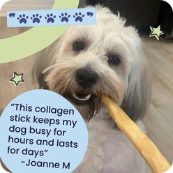 Pawstruck Collagen Stick Dog Treats, Small, 5 count slide 2 of 9