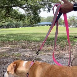 Pawtitas Personalized Reflective Dual Handle Dog Leash, Pink slide 2 of 9