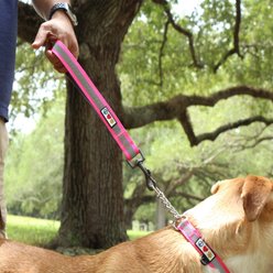 Pawtitas Personalized Padded Reflective Short Dog Leash, Purple slide 2 of 7