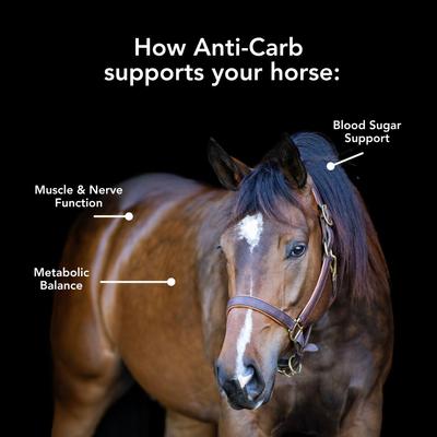 Show full view: Med-Vet Pharmaceuticals (MVP) Anti-Carb Pellet Horse Weight Management Supplement, 10-lb slide 3 of 6