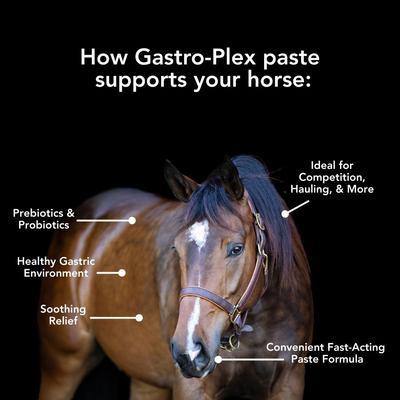 Show full view: Med-Vet Pharmaceuticals (MVP) Gastro-Plex Paste Horse Digestive Aid, 80-mL syringe slide 3 of 6