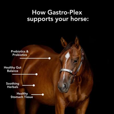 Show full view: Med-Vet Pharmaceuticals (MVP) Gastro-Plex Pellets Horse Supplement, 6-lb slide 3 of 5