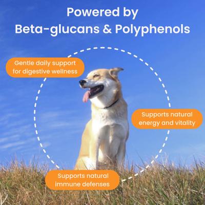 Show full view: PupSip Turkey Tail Mushroom with Low-Sodium Chicken Bone Broth Powder Digestive Support Supplement for Dogs, 12 count slide 4 of 10