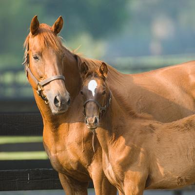 Show full view: Med-Vet Pharmaceuticals (MVP) Mare Foal II-P Pellets Horse Vitamins, 10-lb slide 6 of 6
