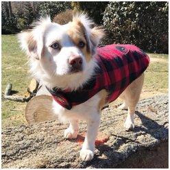 Up Country Buffalo Check Fleeced Lined Dog Coat, Black/Red, 10 slide 2 of 5