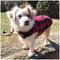 Show in main carousel: Up Country Buffalo Check Fleeced Lined Dog Coat, Black/Red, 24 slide 3 of 5